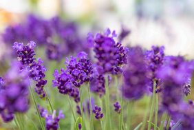 Sommerblumen_LoRes-18.jpg Sommerblumen_LoRes-18.jpg