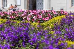 Sommerblumen_HiRes-5.jpg Sommerblumen_HiRes-5.jpg