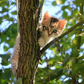 Katze klettert auf Baum